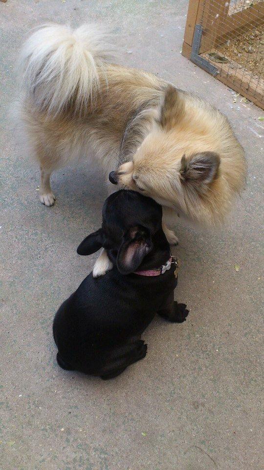 Fransk bulldog Knakkers Ditte - Min reserve hunde-mor, Dixie billede 11