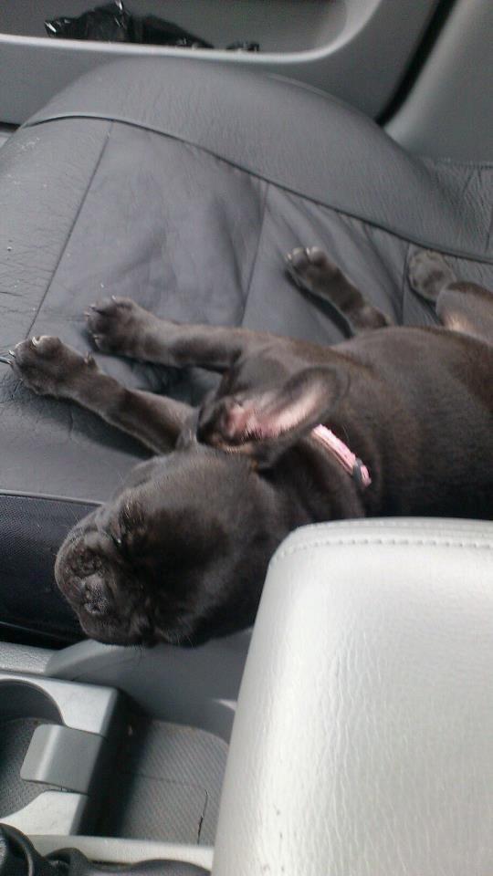 Fransk bulldog Knakkers Ditte - Vi er i stalden, men Ditte måtte lige ha' en power-nap i bilen (: billede 12