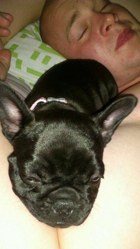 Fransk bulldog Knakkers Ditte - Putter med far en tidlig morgen (: billede 14