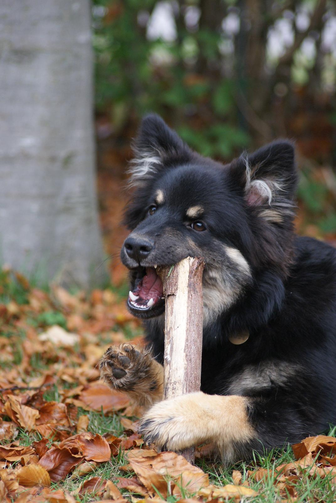 Finsk lapphund Kello Ayla - Så har Ayla været omme og stjæle brænde igen :b  billede 15