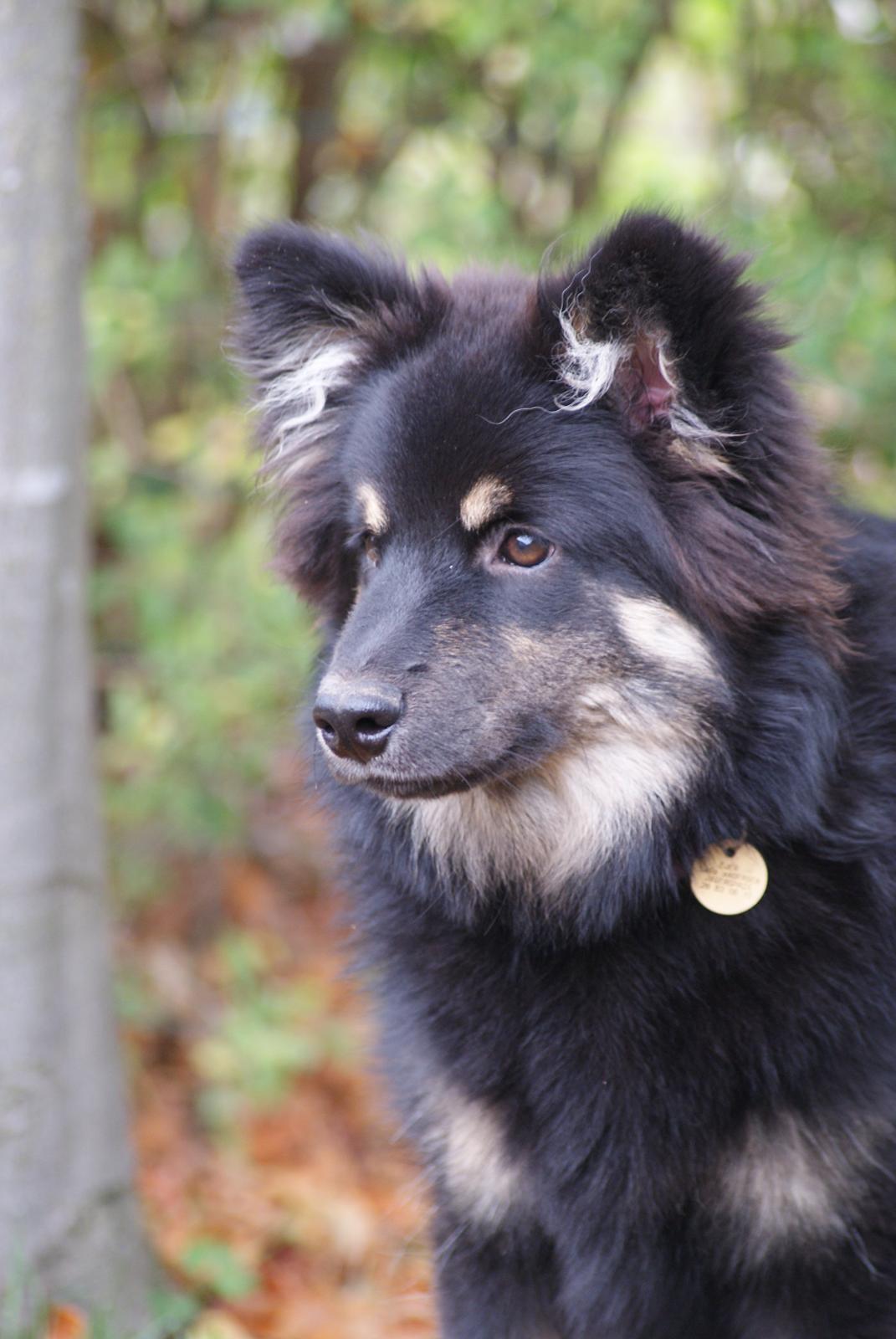 Finsk lapphund Kello Ayla - Ayla <3 <3 <3  billede 5