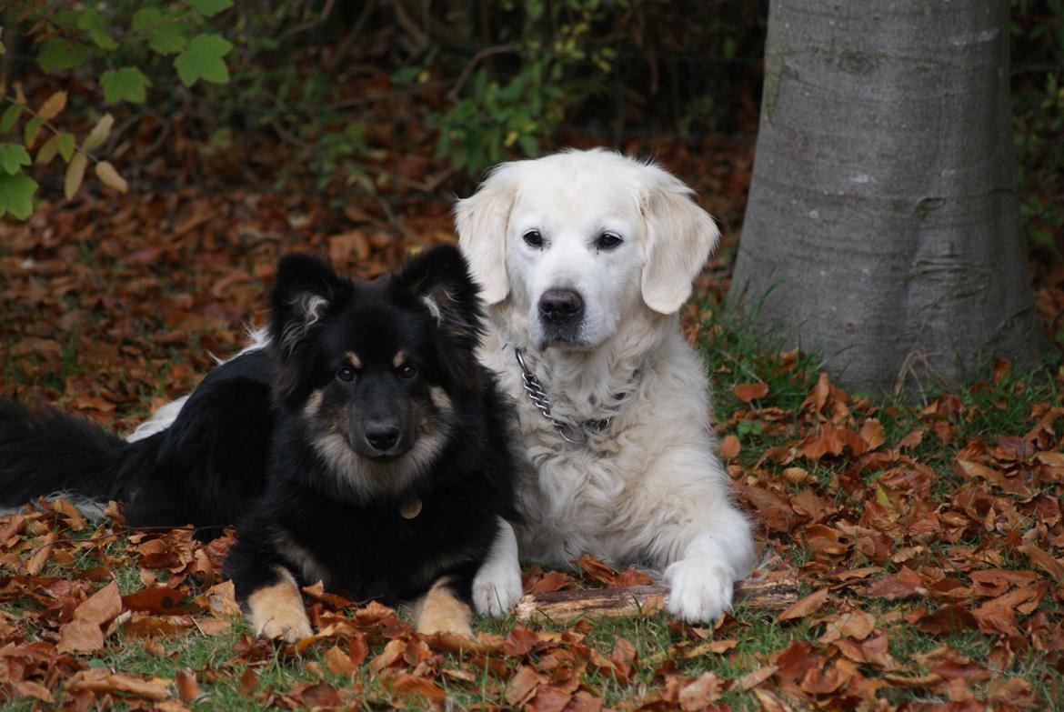 Finsk lapphund Kello Ayla - Verdens smukkeste hunde! <3 Balou & Ayla  billede 29