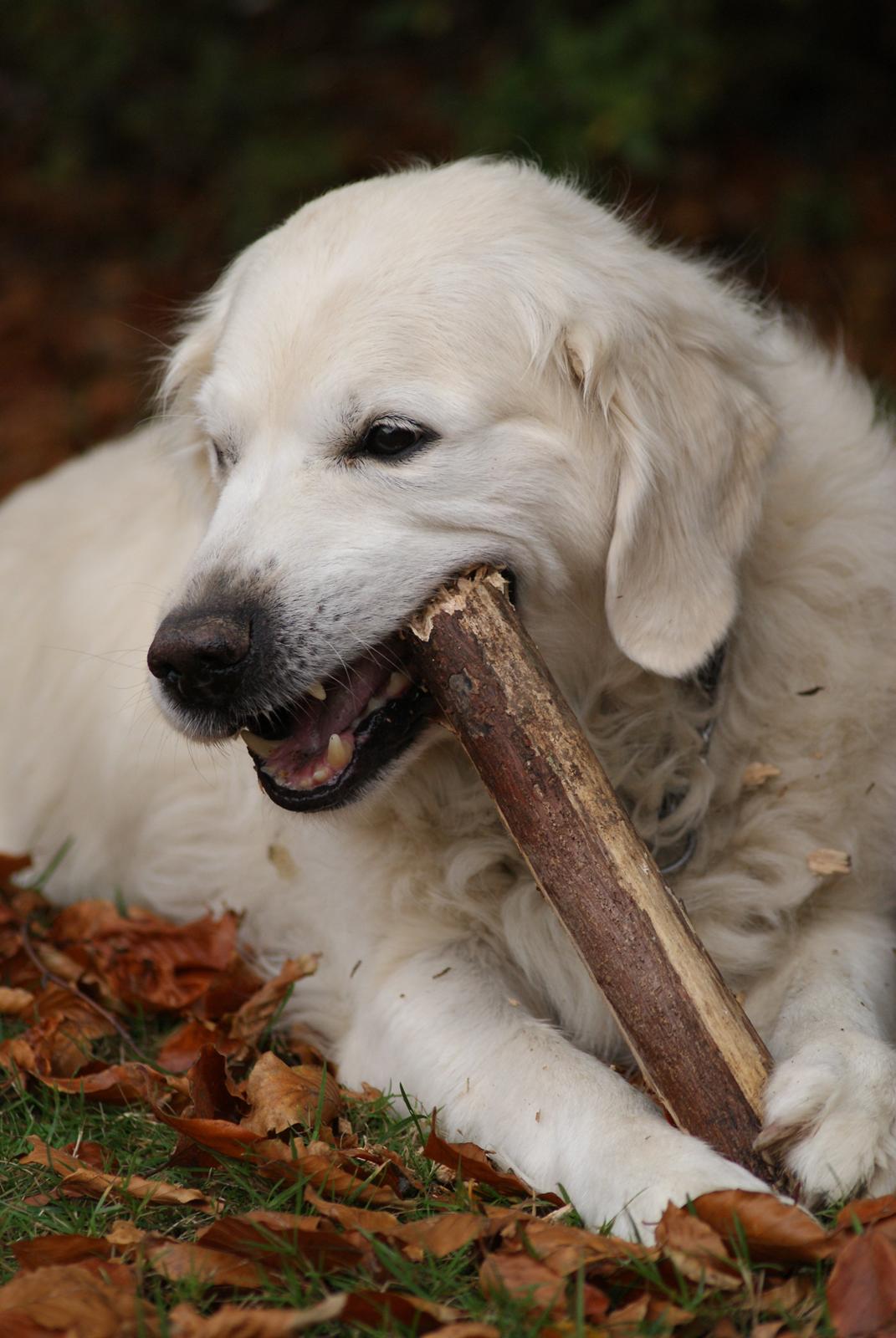 Golden retriever Balou - Balou <3 I efterårets smukke farver :) billede 1