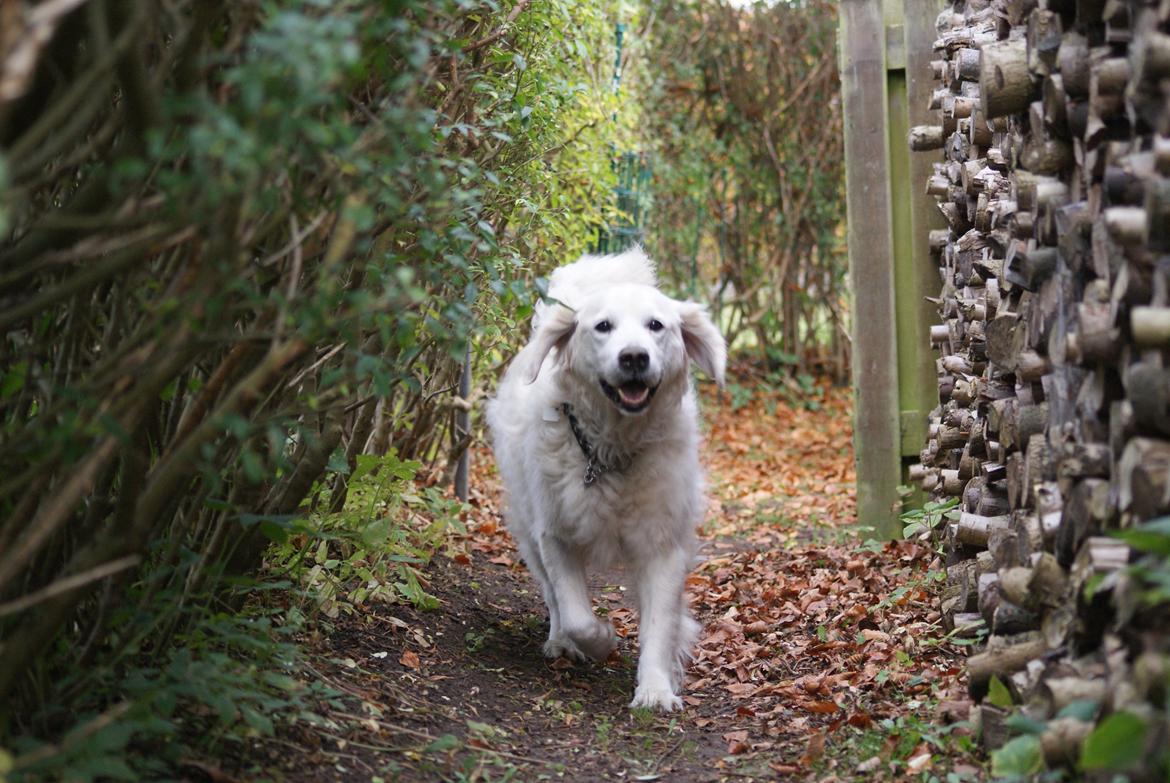 Golden retriever Balou - En classisk Golden Retriver! P*sse lalleglad og altid fuld af sjov! <3 billede 21
