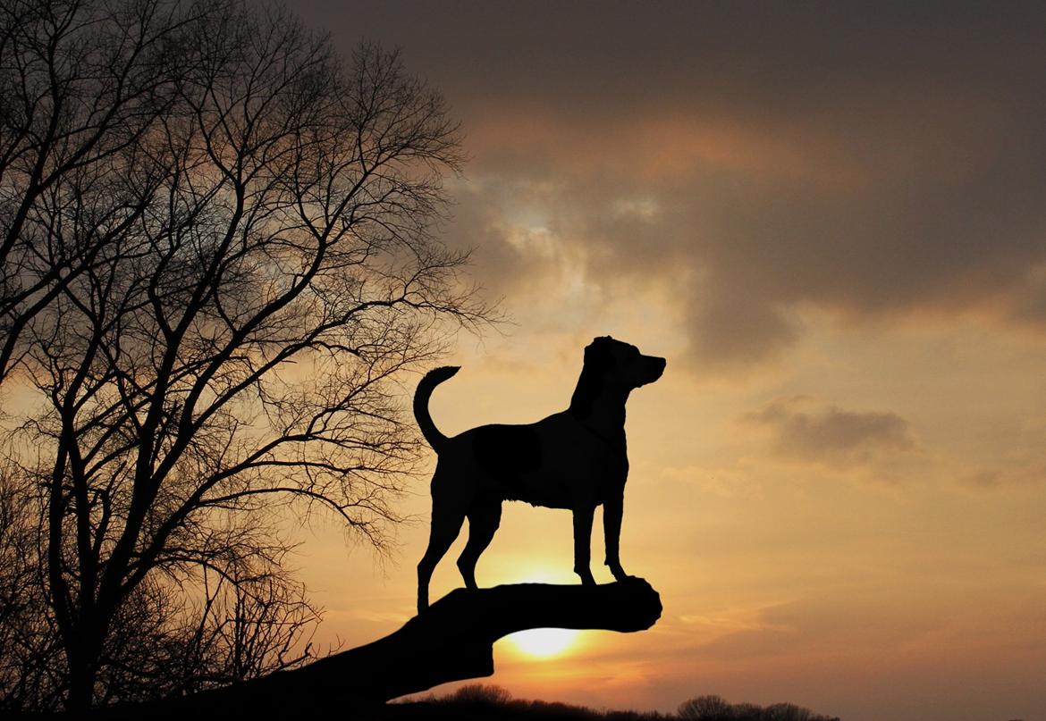 Dansk svensk gaardhund Dina - Om aftenen i solnedgangen, er der ikke noget bedre, end at stå på træstammen og kigge ud over markerne billede 19