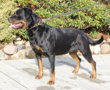 Rottweiler Chantal von der Mattesburg billede 1