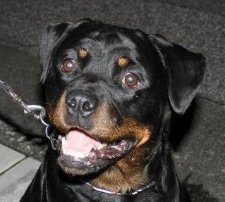 Rottweiler Chantal von der Mattesburg billede 2