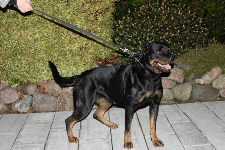 Rottweiler Chantal von der Mattesburg billede 3