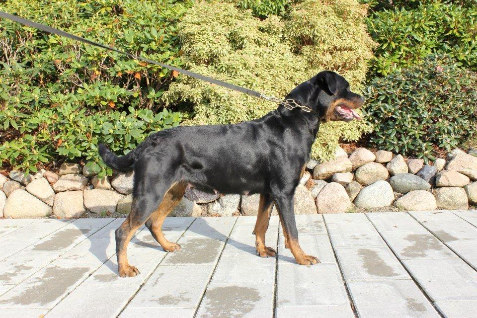 Rottweiler Chantal von der Mattesburg billede 4