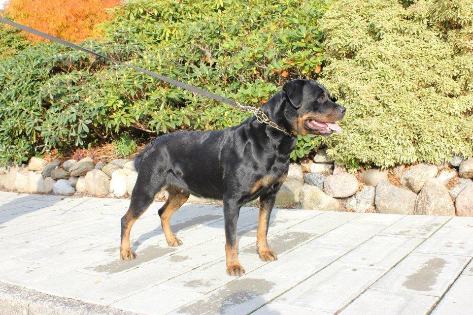 Rottweiler Chantal von der Mattesburg billede 5