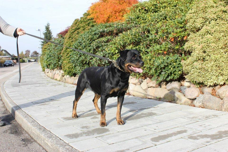 Rottweiler Chantal von der Mattesburg billede 6
