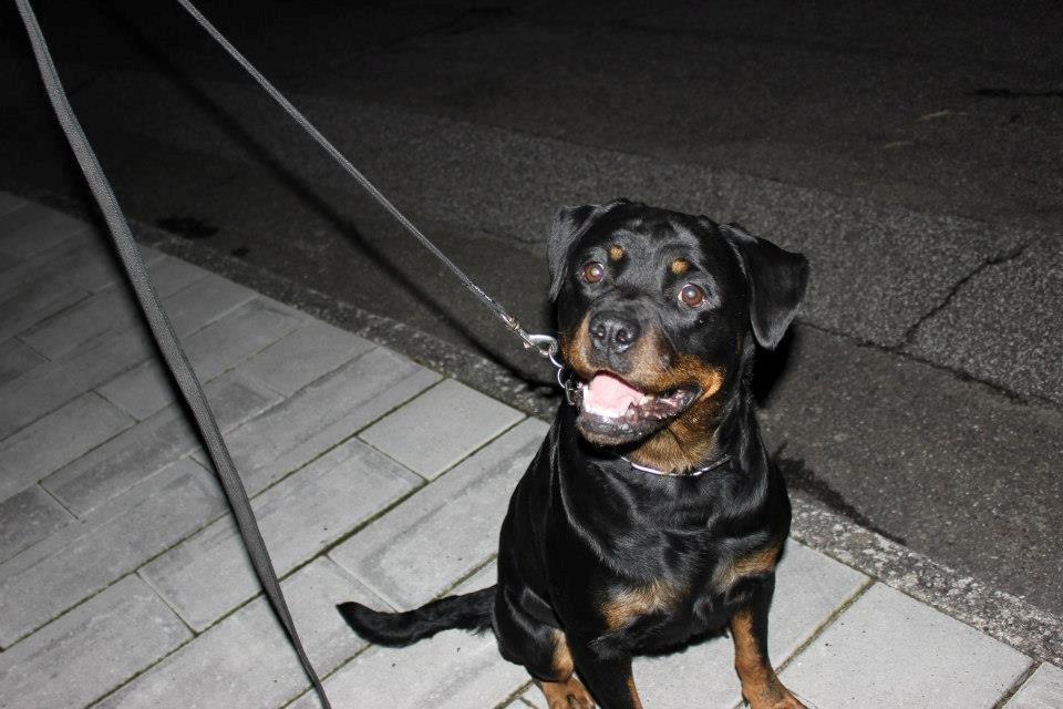 Rottweiler Chantal von der Mattesburg billede 7