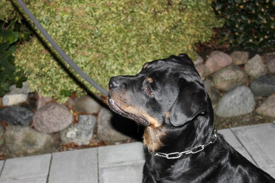 Rottweiler Chantal von der Mattesburg billede 8