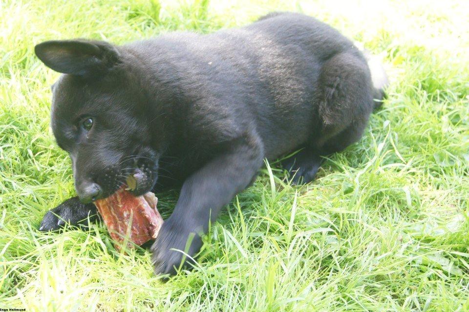 Schæferhund Kweo's Xavi billede 1