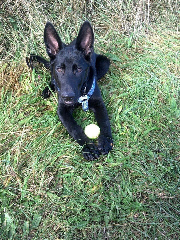 Schæferhund Kweo's Xavi billede 2