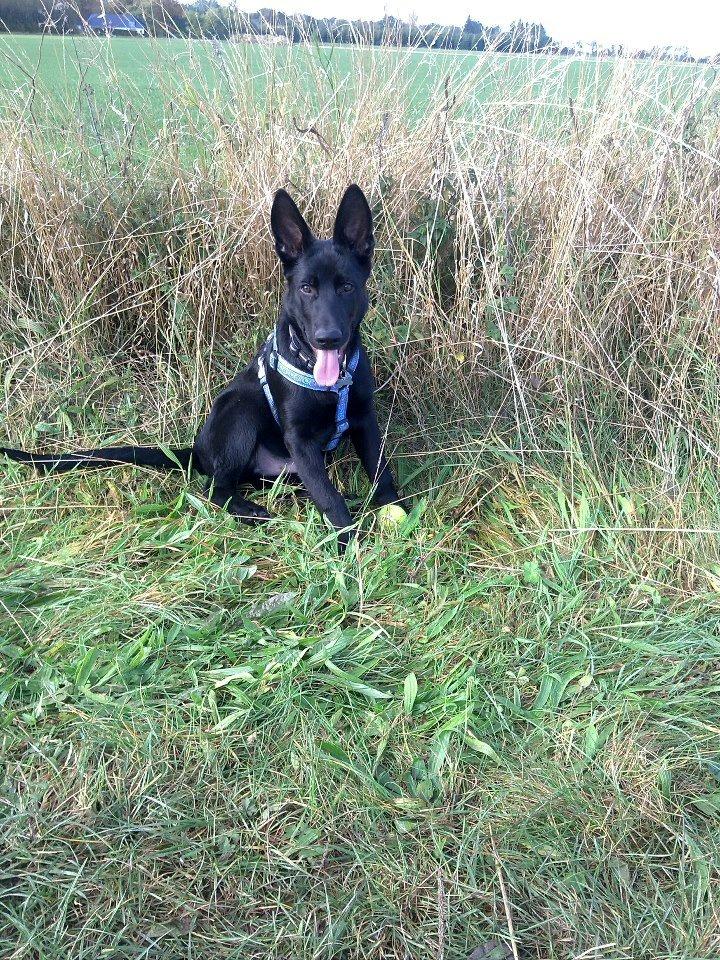 Schæferhund Kweo's Xavi billede 3