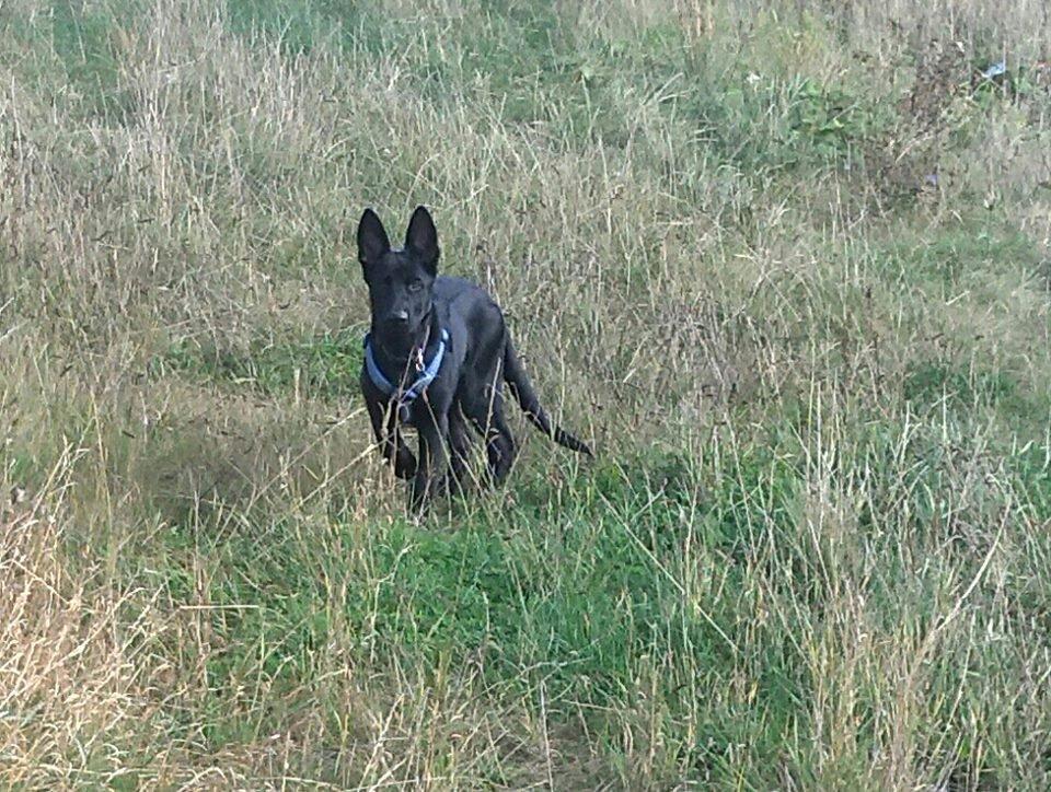 Schæferhund Kweo's Xavi billede 4