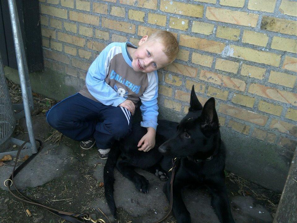 Schæferhund Kweo's Xavi billede 5