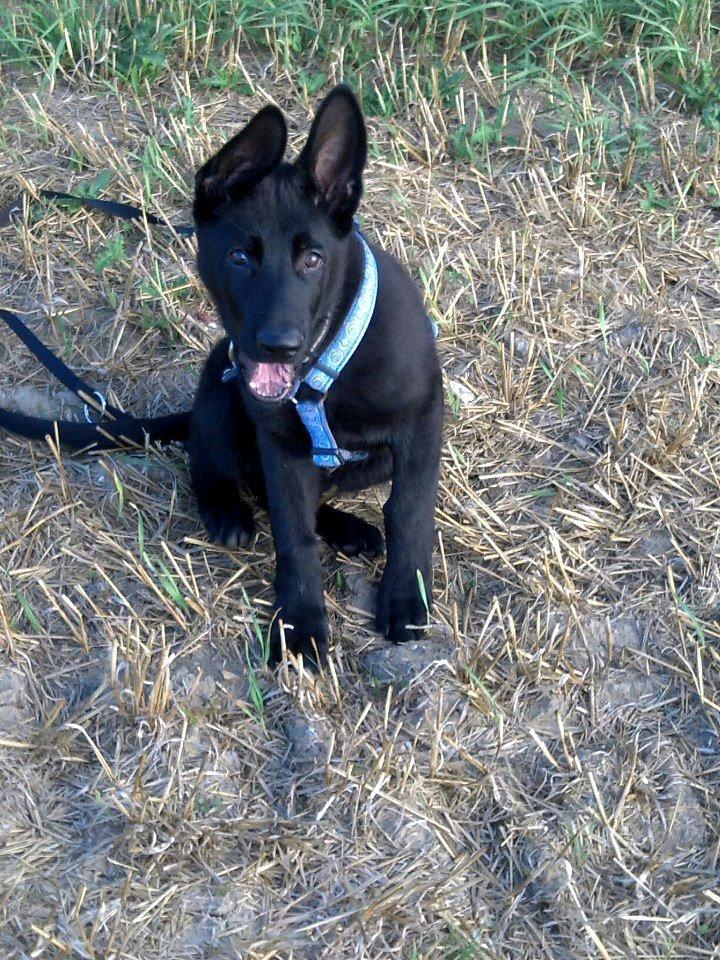 Schæferhund Kweo's Xavi billede 6