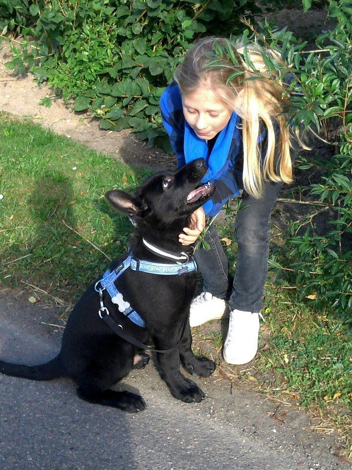 Schæferhund Kweo's Xavi billede 7