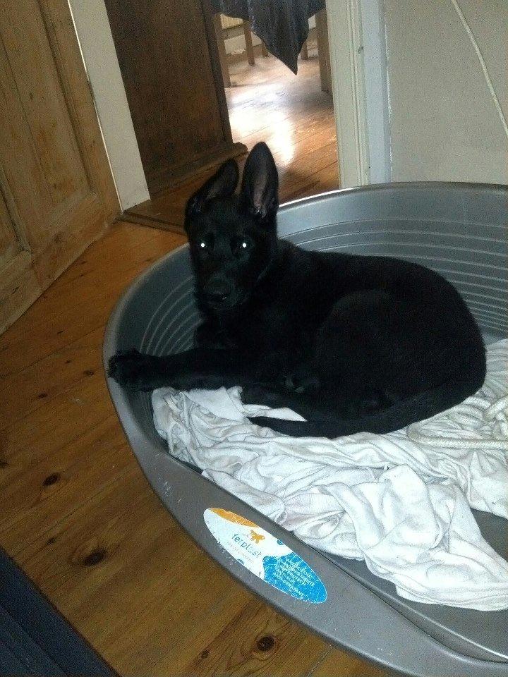 Schæferhund Kweo's Xavi billede 8