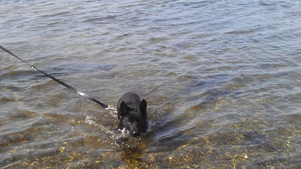 Schæferhund Kweo's Xavi billede 9