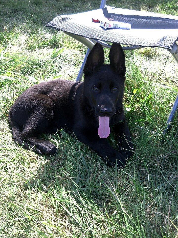 Schæferhund Kweo's Xavi billede 10