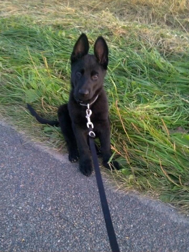 Schæferhund Kweo's Xavi billede 11