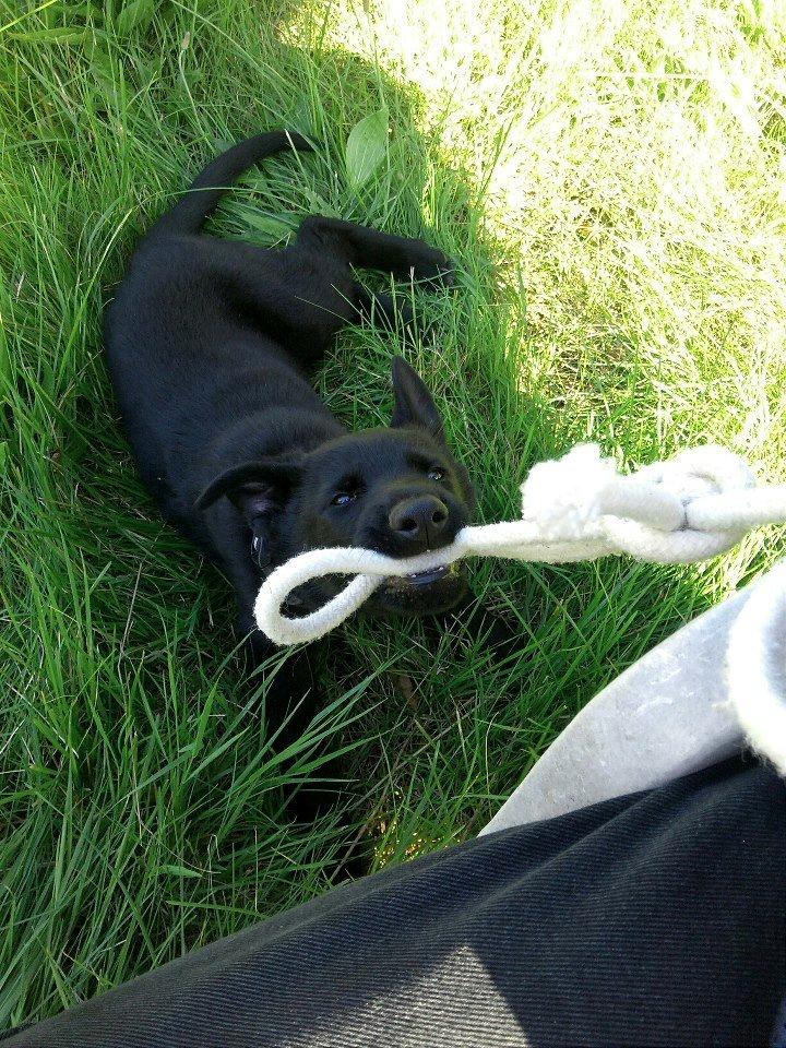 Schæferhund Kweo's Xavi billede 12