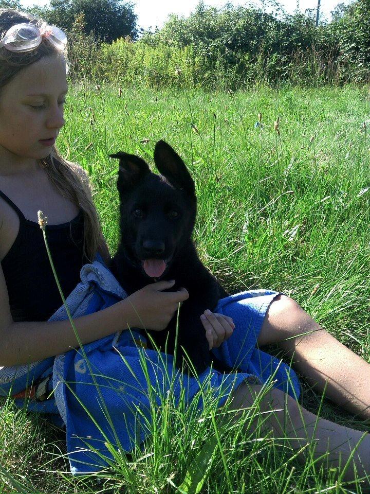 Schæferhund Kweo's Xavi billede 13