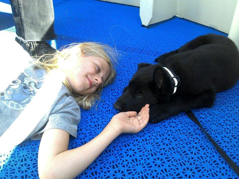 Schæferhund Kweo's Xavi billede 14