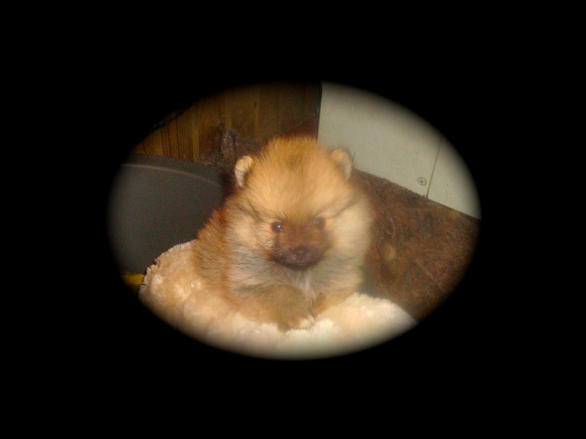 Pomeranian Anes Emil-Balou - Ca. 6 uger gammel :-) billede 18