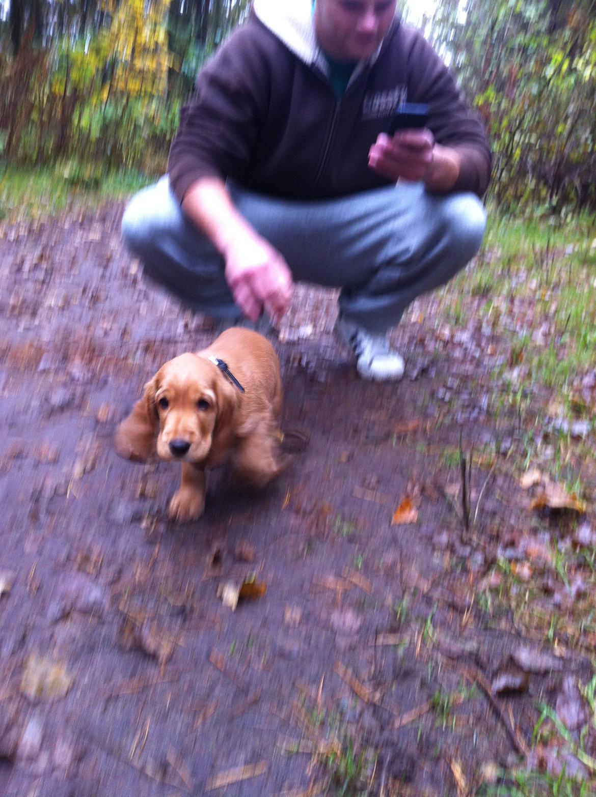 Cocker spaniel Kaylee billede 10