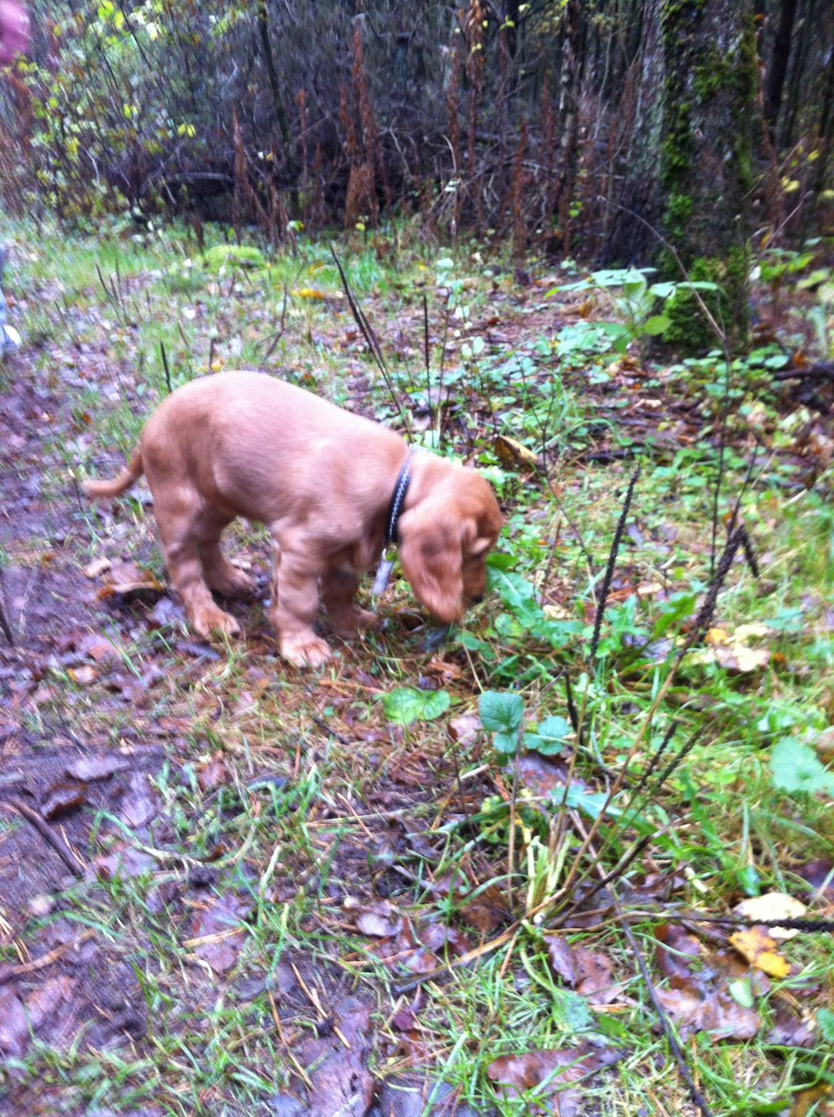 Cocker spaniel Kaylee - En tur i hundeskoven billede 11