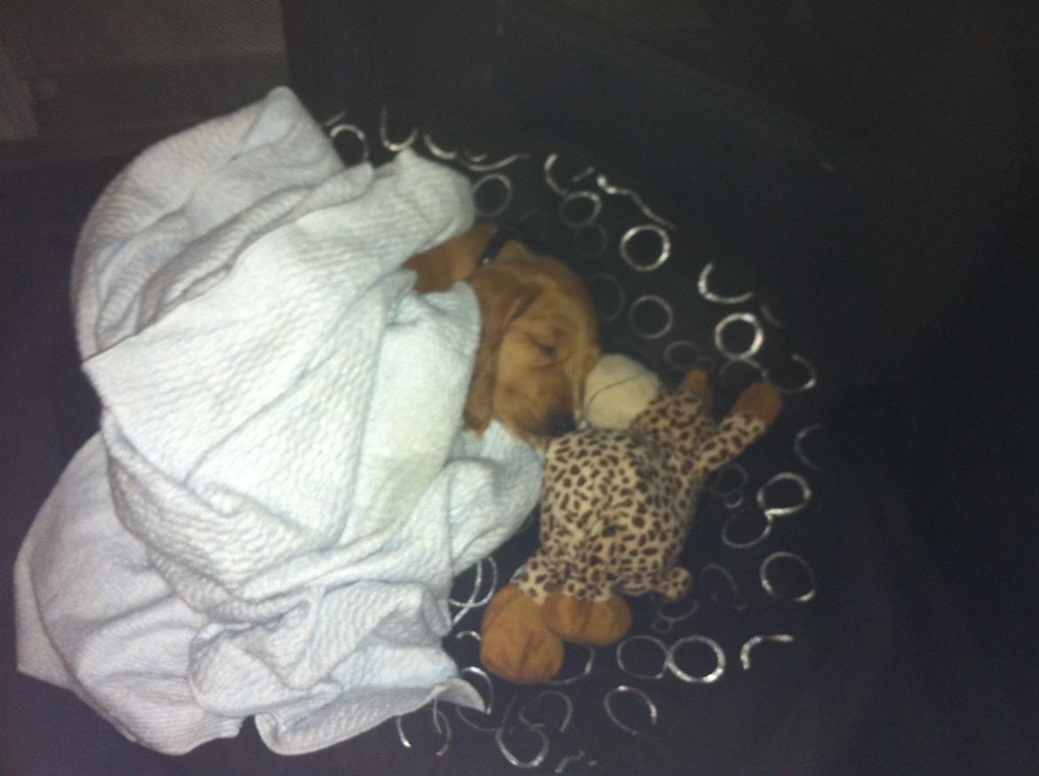 Cocker spaniel Kaylee billede 12