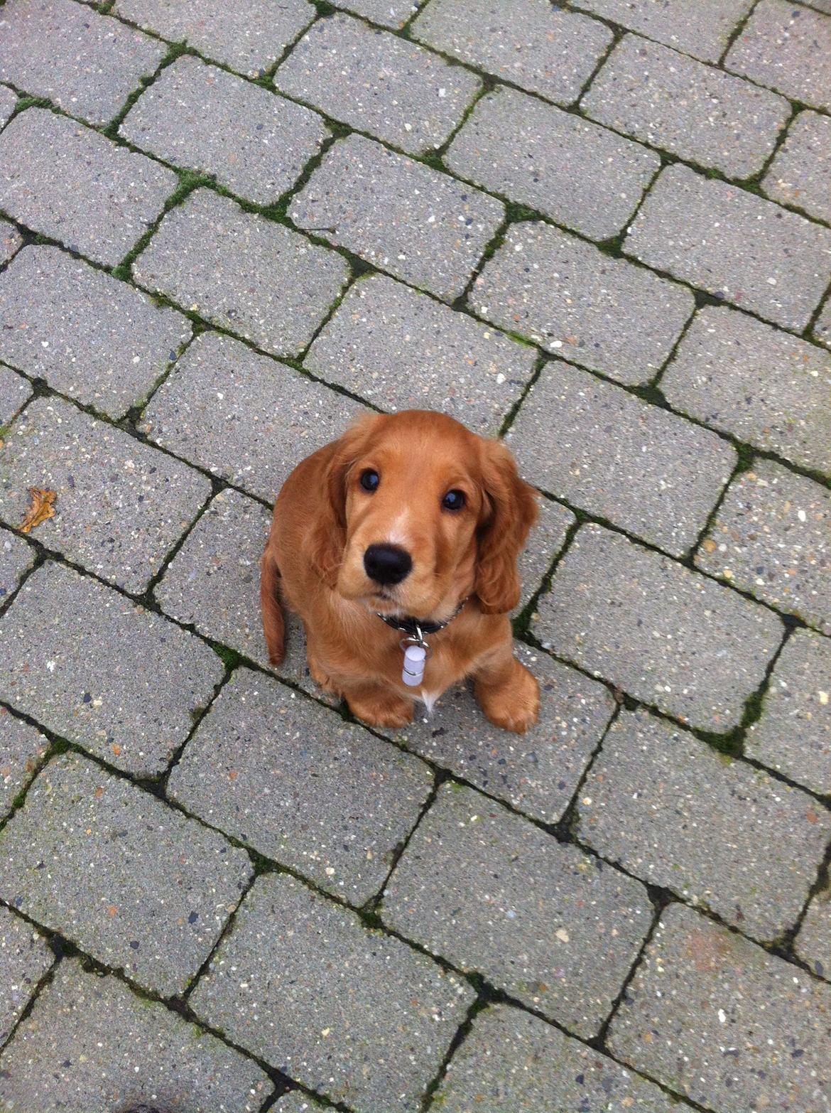 Cocker spaniel Kaylee billede 13