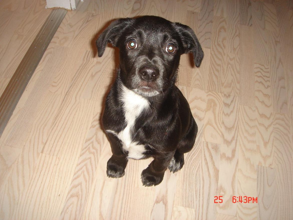 Blanding af racer Perle billede 16