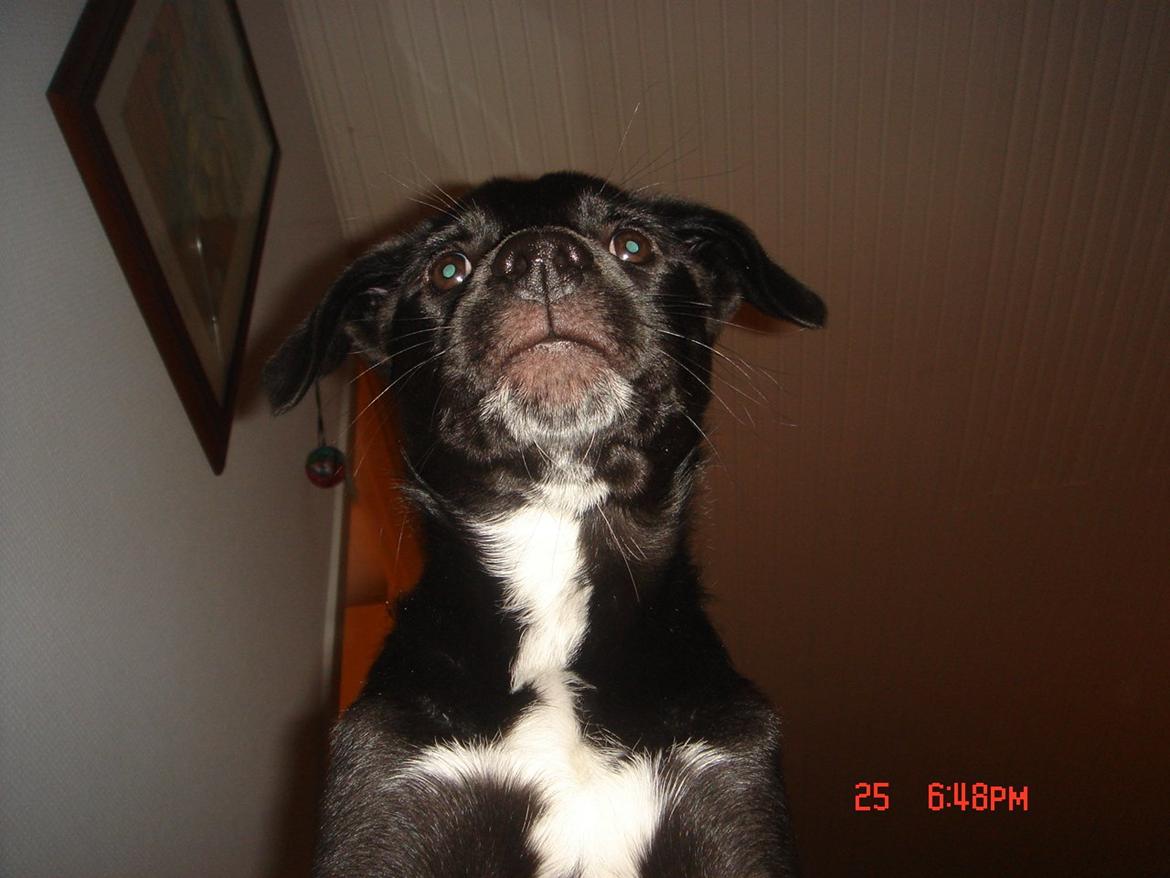 Blanding af racer Perle billede 17