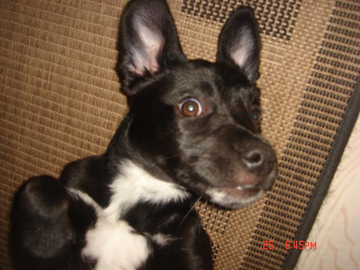 Blanding af racer Perle billede 18