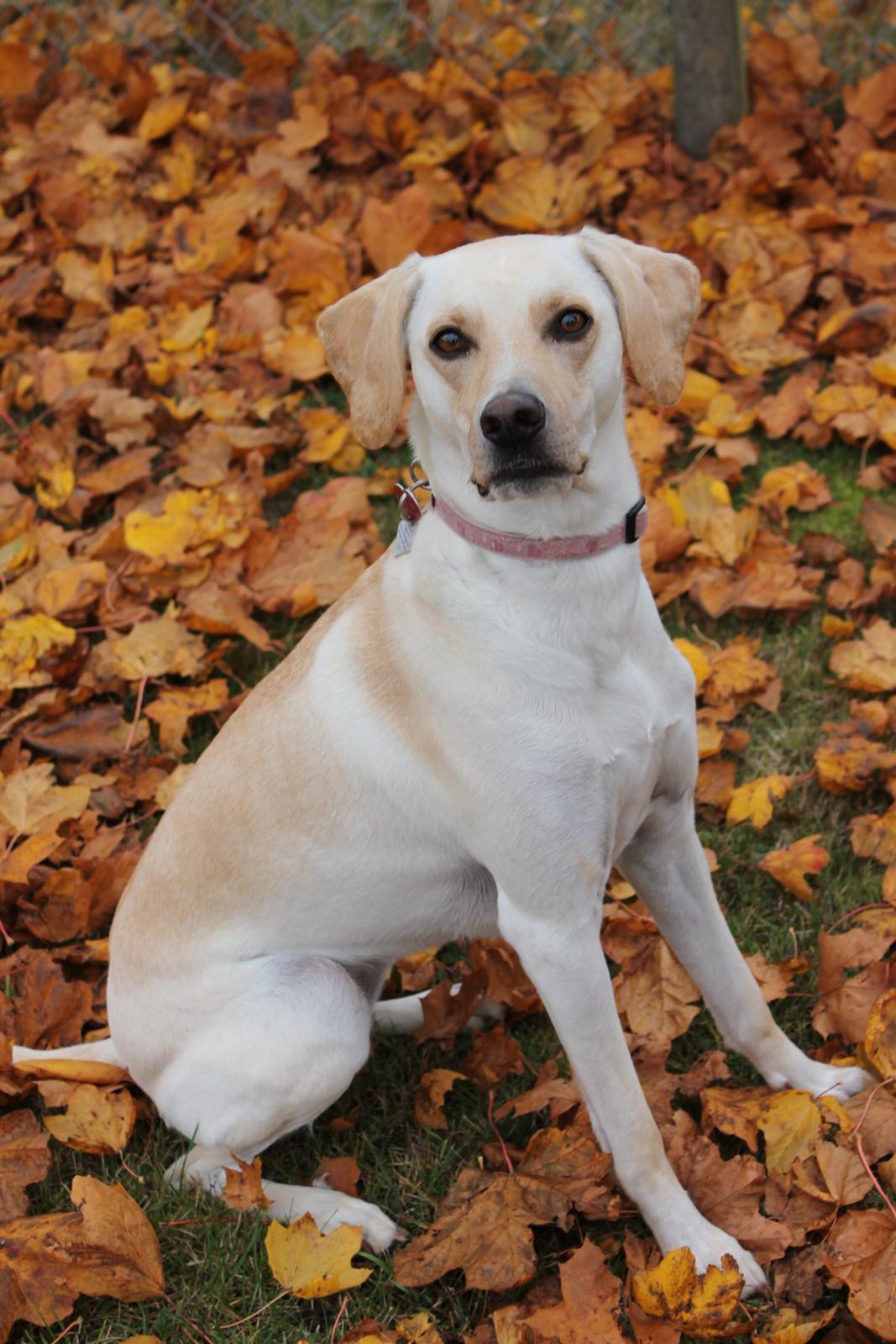 Blanding af racer Freja - Efterårs billede. 24.10.12 billede 1