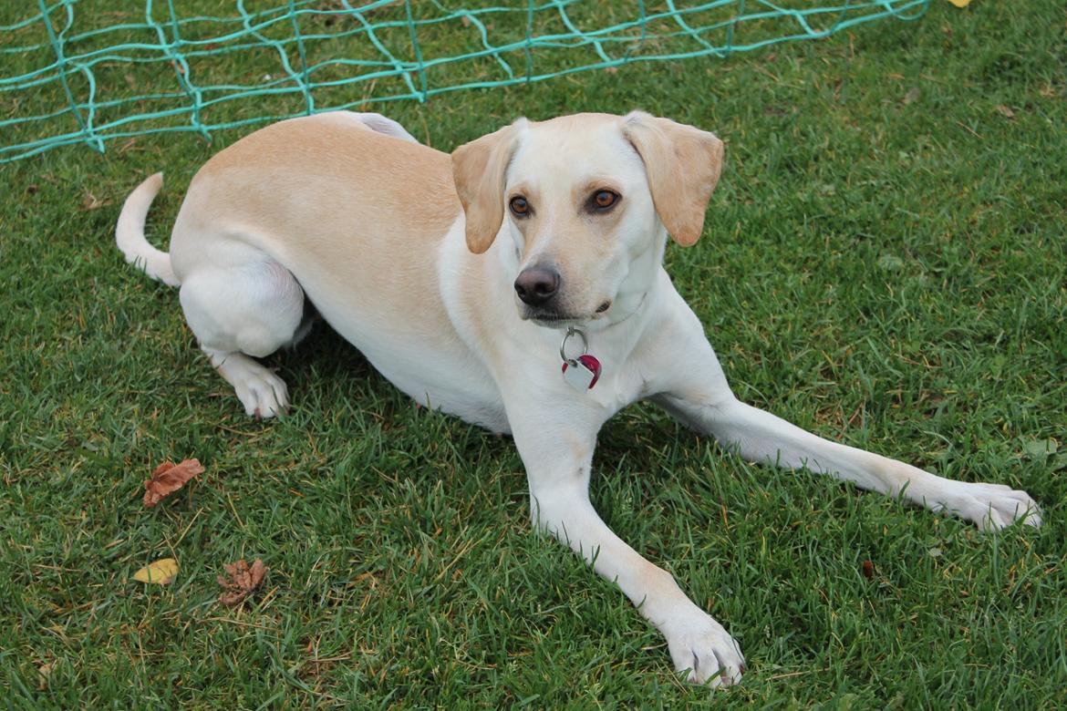 Blanding af racer Freja - Så fin :) 24.10.12 billede 13