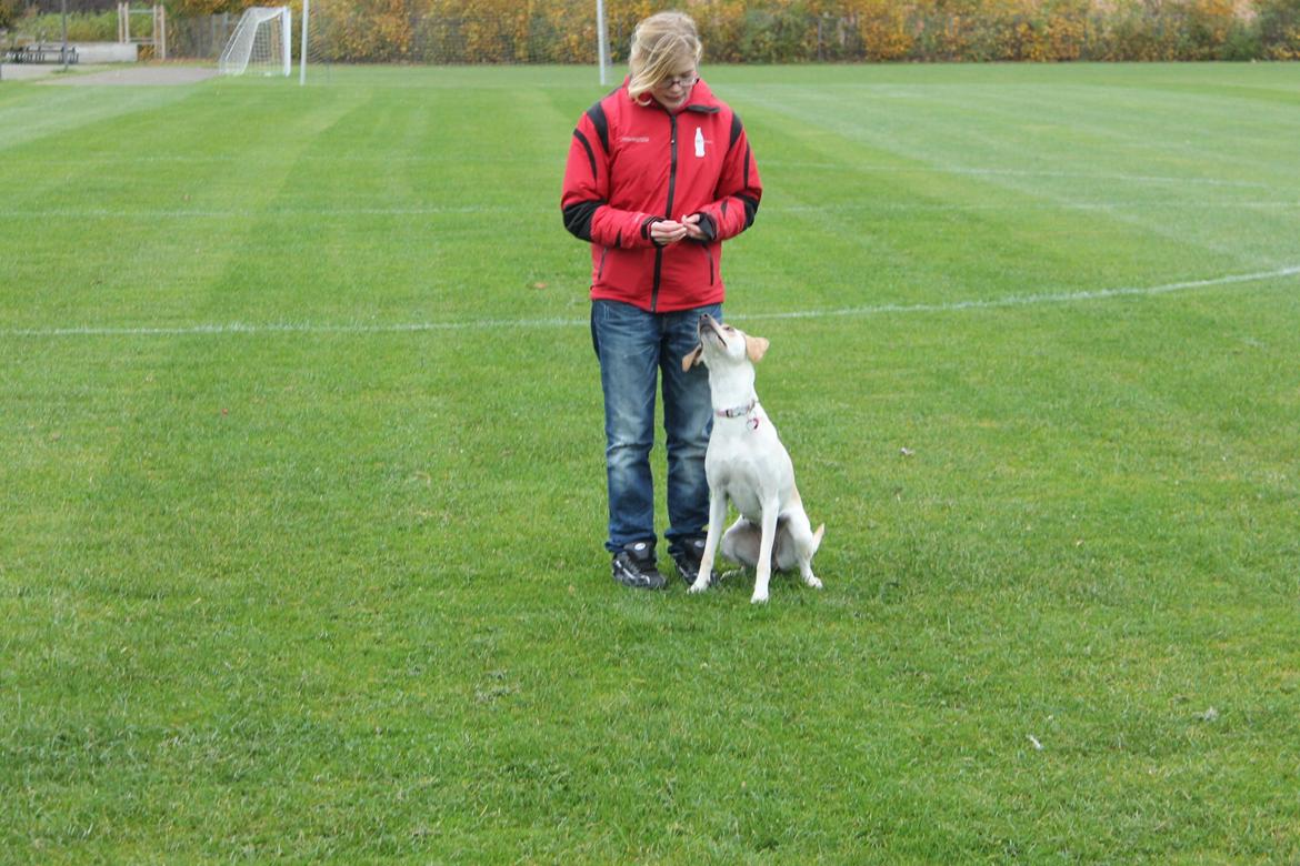 Blanding af racer Freja - Kommer altid når du kalder :) 24.10.12 billede 14