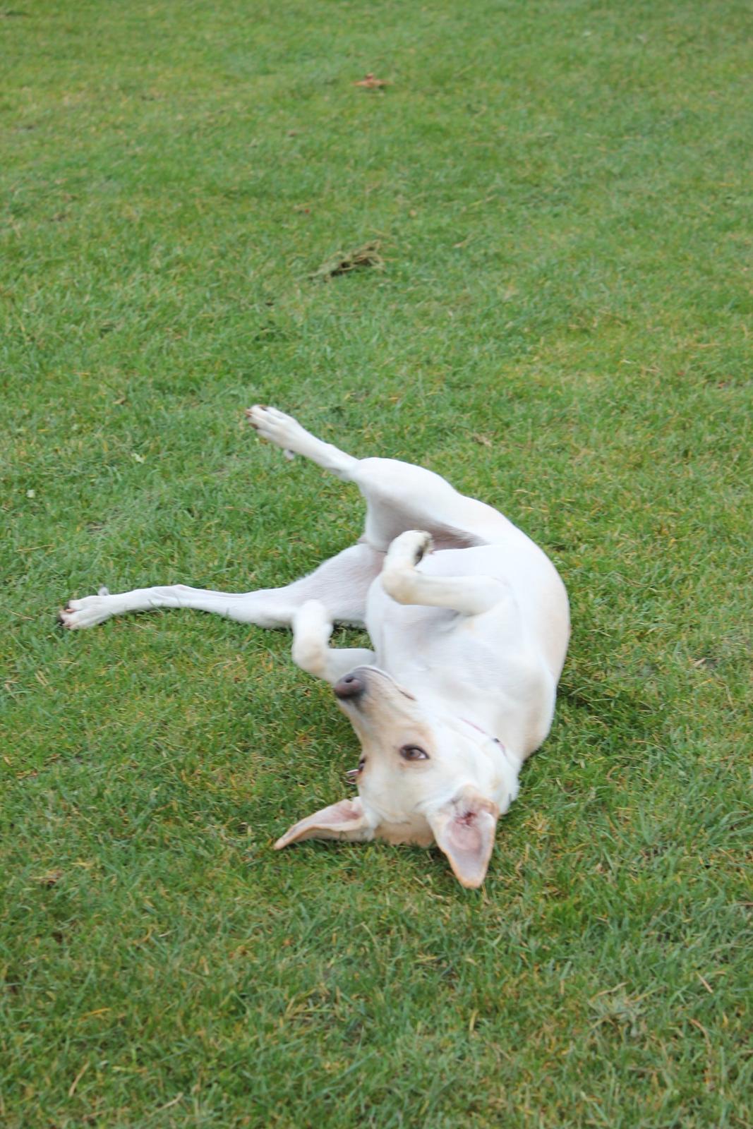 Blanding af racer Freja - Nu er jeg altså død! :) 24.10.12 billede 16