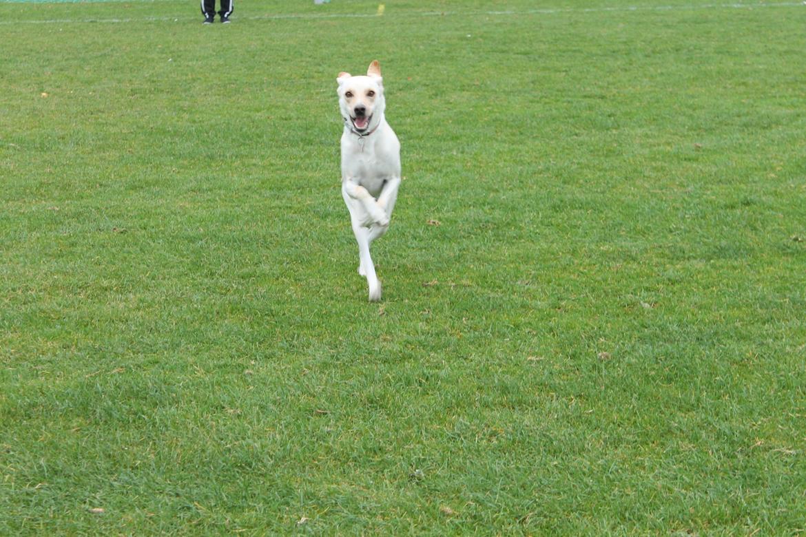 Blanding af racer Freja - Ligner en kænguru når jeg løber ;:D 24.10.12 billede 17