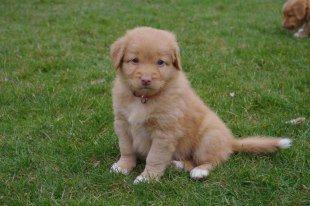 Nova scotia duck tolling retriever Alberte billede 1