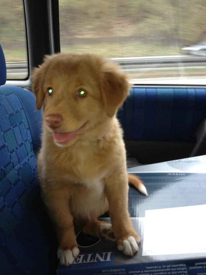 Nova scotia duck tolling retriever Alberte billede 2