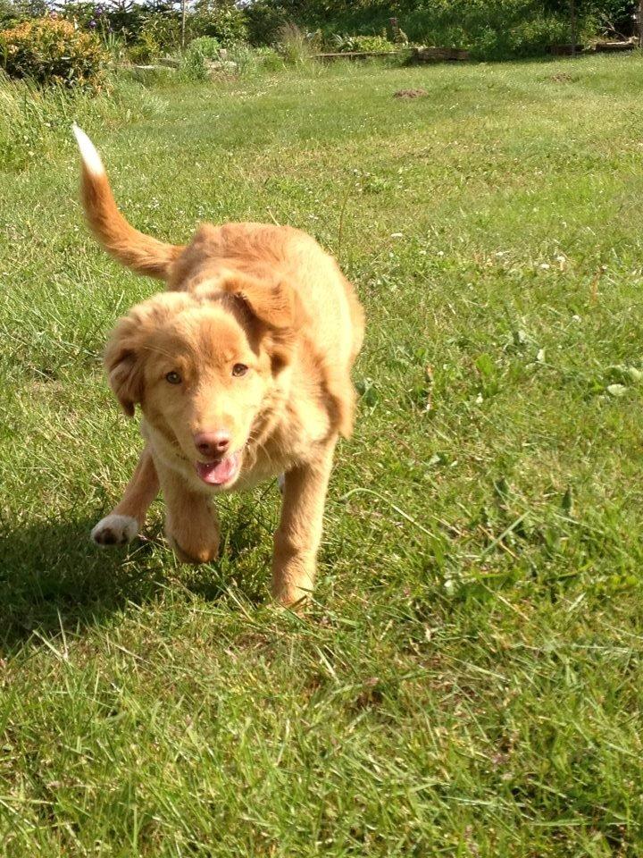 Nova scotia duck tolling retriever Alberte billede 8