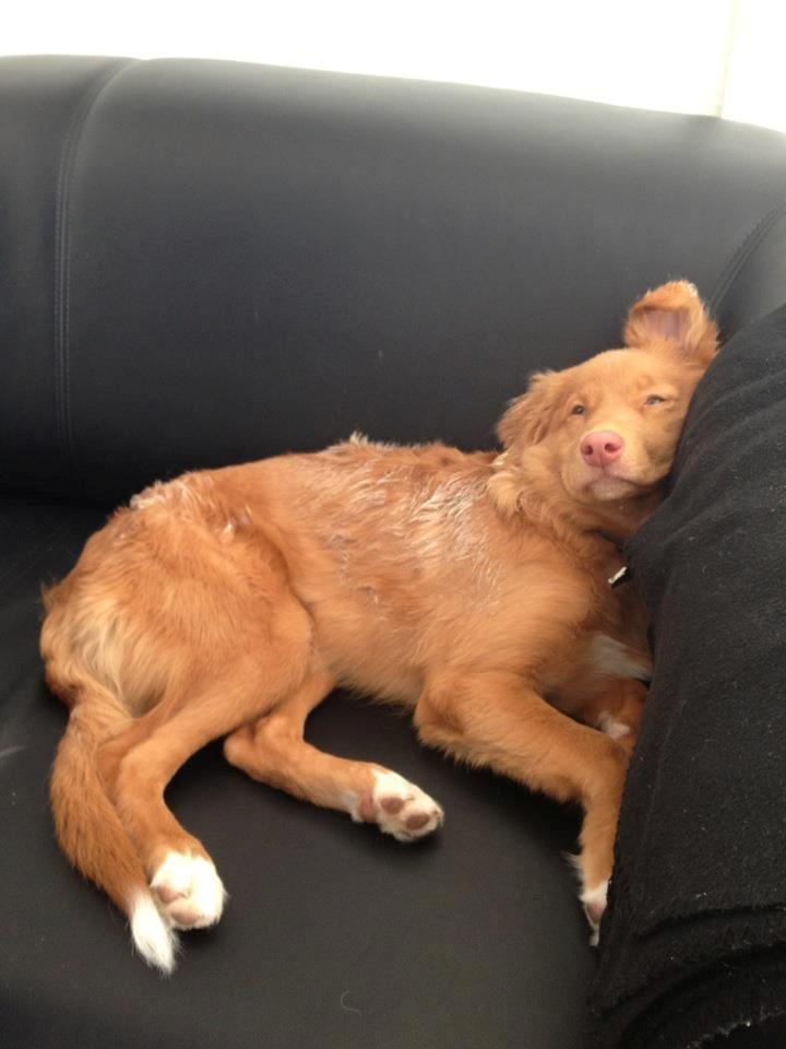 Nova scotia duck tolling retriever Alberte billede 10