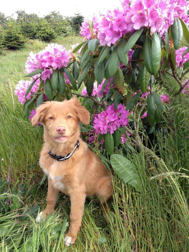 Nova scotia duck tolling retriever Alberte billede 11