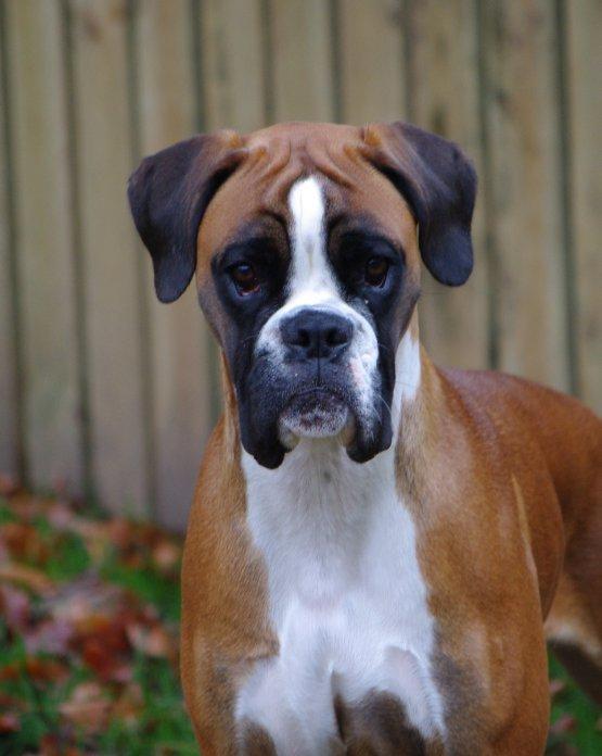 Boxer Schwartzbox Henna billede 1